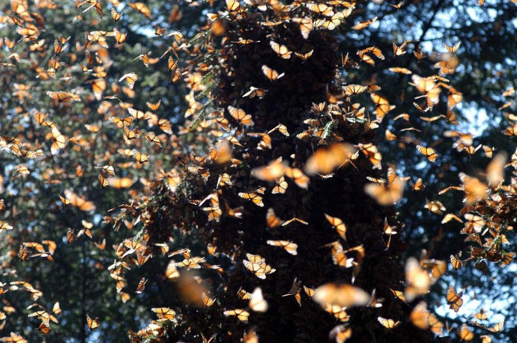 Aseguran madera de Reserva de la Mariposa Monarca en Edomex
