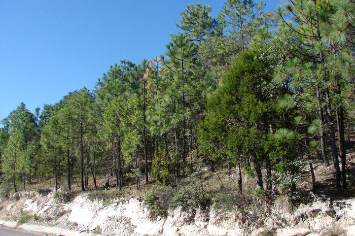 Bosques, sustento de Pueblo Nuevo