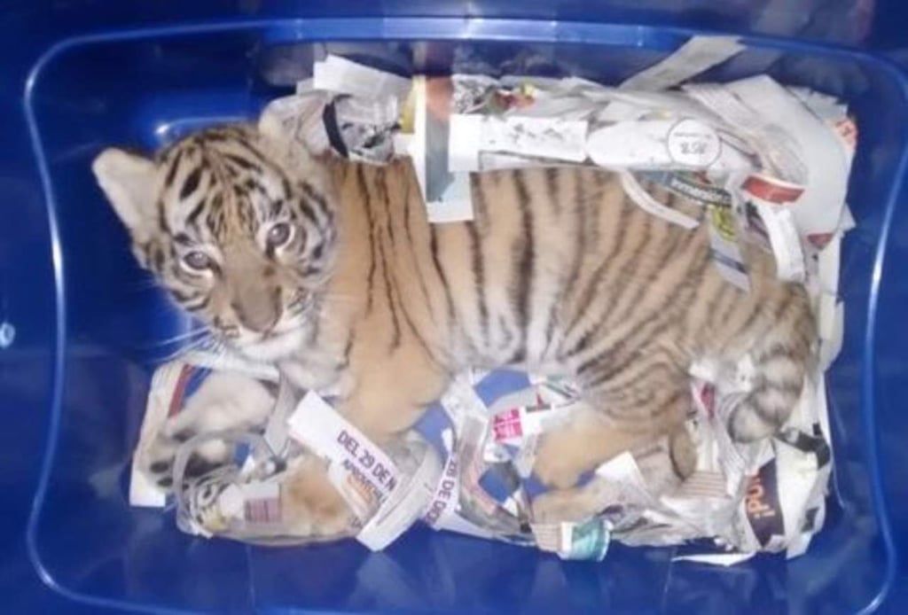 Rescatan a cachorro de tigre enviado por paquetería