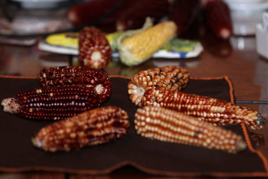 Productores nacionales exigen políticas para apoyar al maíz mexicano