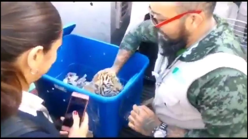 Cachorro de tigre rescatado se encuentra en tratamiento