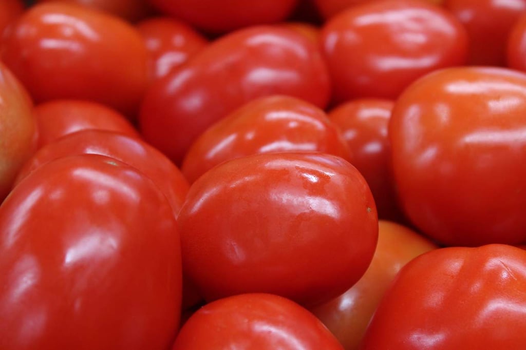Incrementa en La Laguna la producción de tomate para exportación