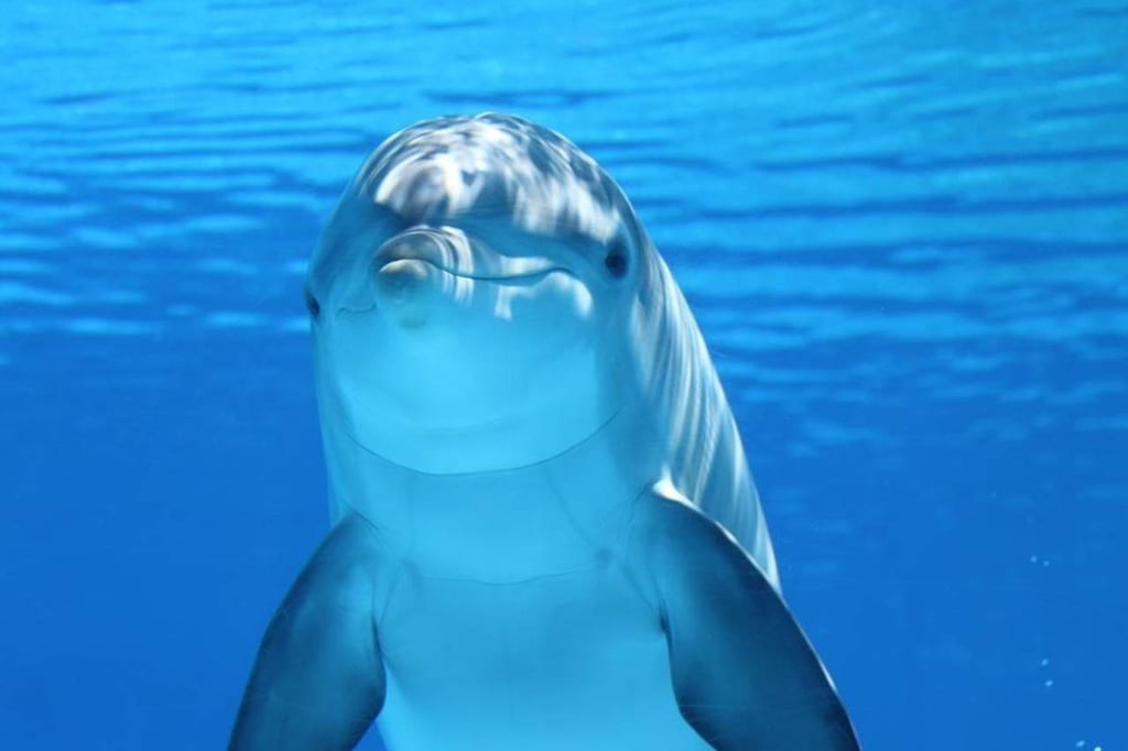 Encuentran delfín muerto en costa de Sinaloa