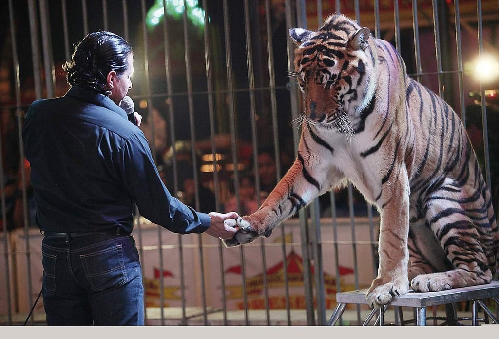 Circo sin animales, reforma sin planeación, acusa PAN