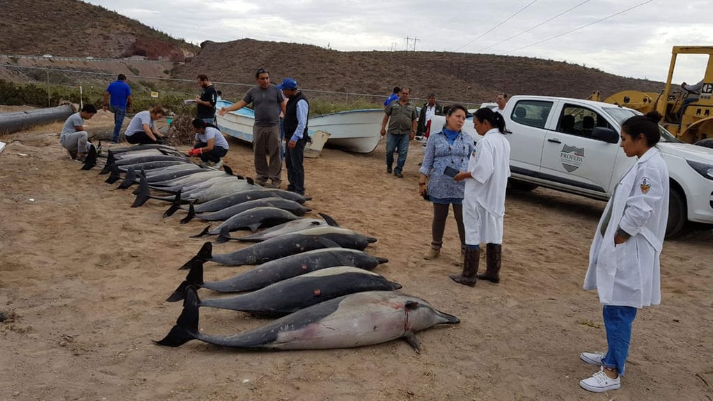 Mueren 21 delfines en varamiento