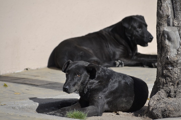 Atienden a 6 al día por mordeduras de perro