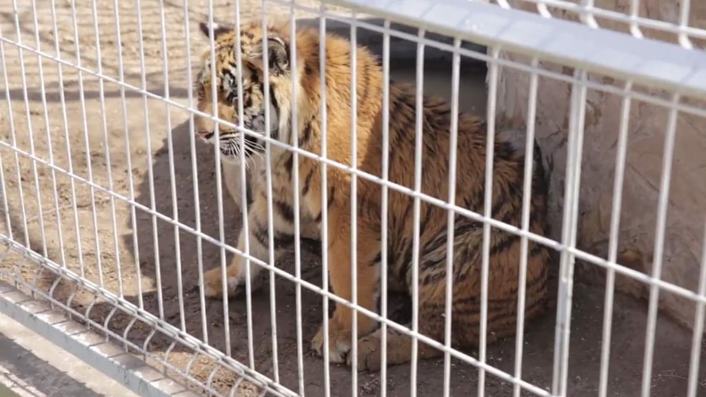 Durante cateo encuentran animales abandonados y droga en zoo privado