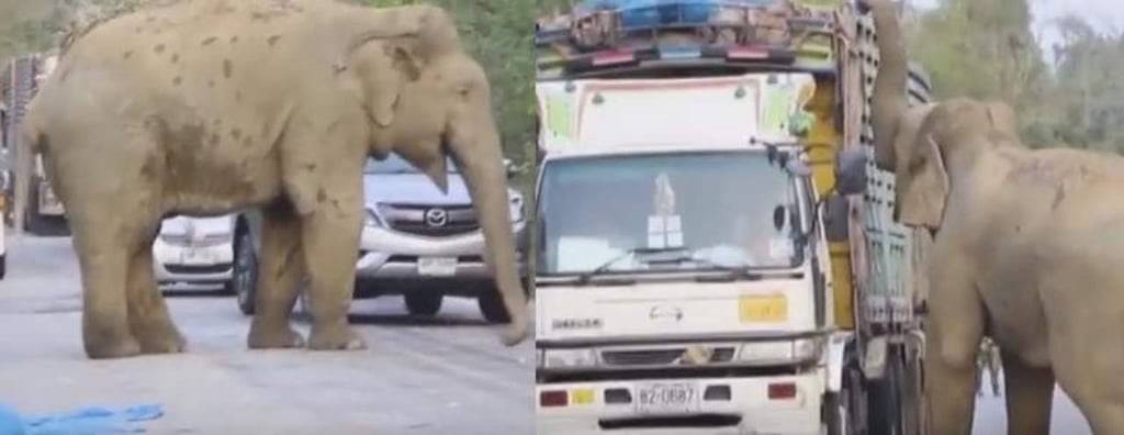 Elefante detiene el trafico y 'asalta' camión de caña de azúcar