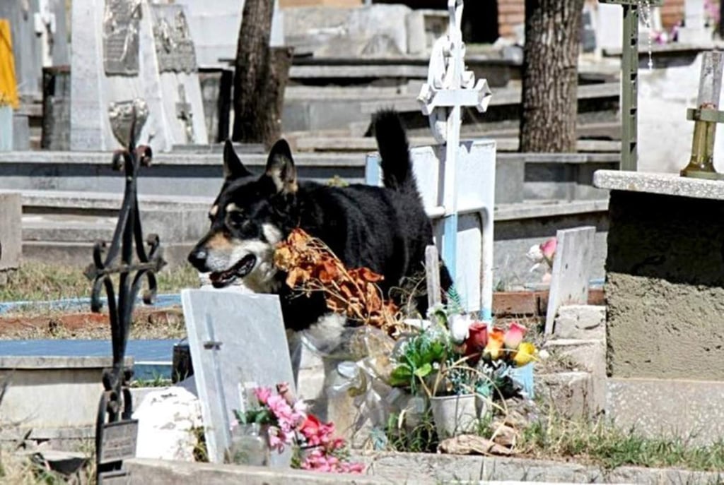 Muere el perro que veló por  10 años a su amo en Argentina