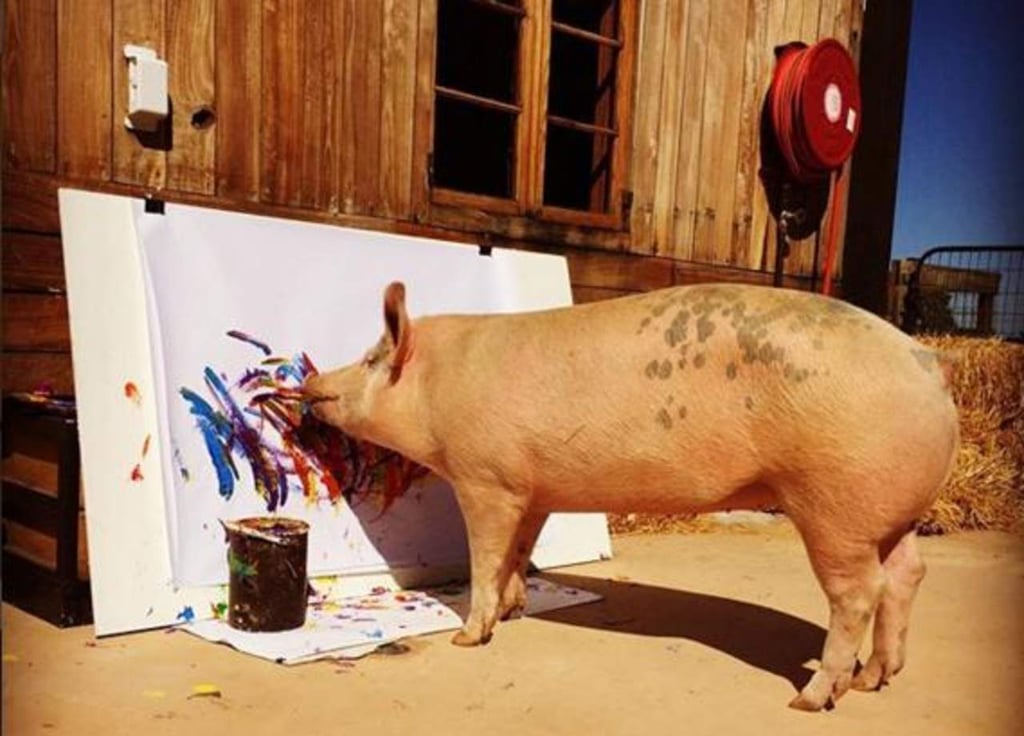 Pigcasso: La cerda que pinta cuadros abstractos