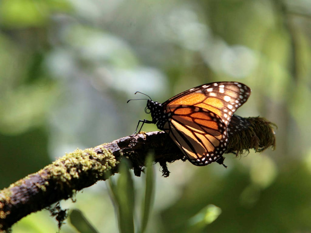 En Reserva de la Mariposa Monarca encuentran sembradío de aguacate
