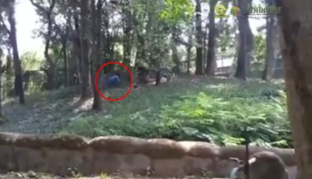 Hombre es rescatado del ataque de unos leones