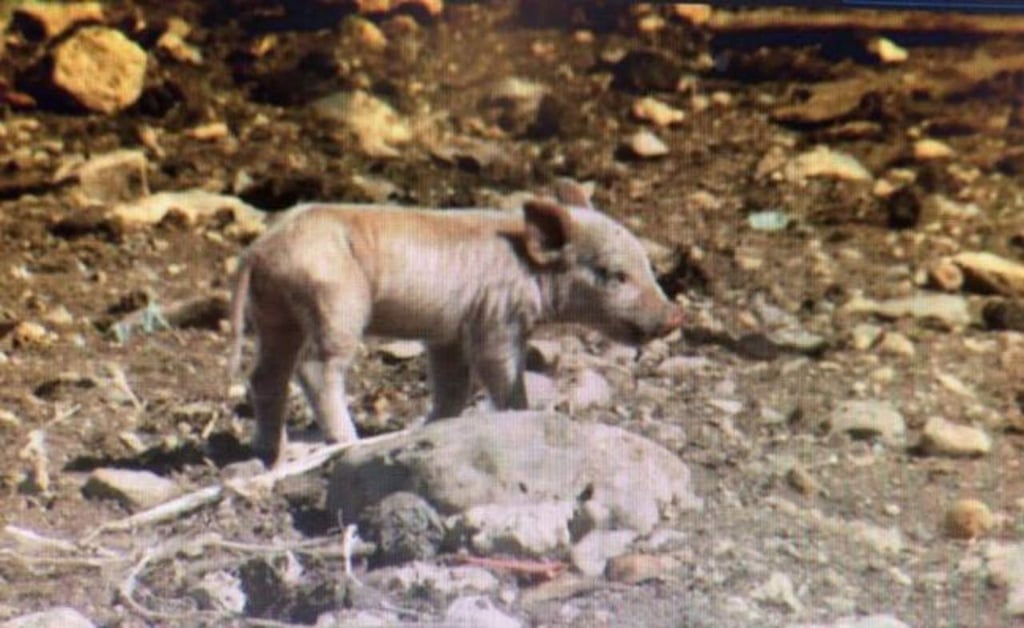 Policías de Saltillo que robaron cerdos son puestos en libertad
