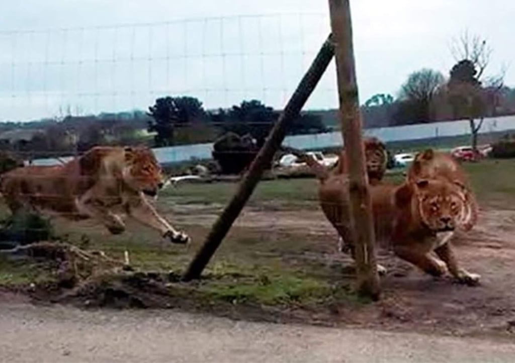 Impactante ataque de leones a vehículo