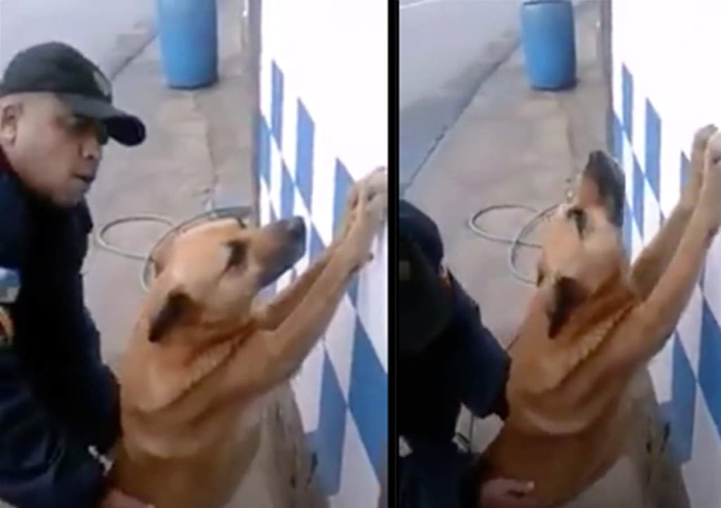 Policía 'inspecciona' a perro como delincuente