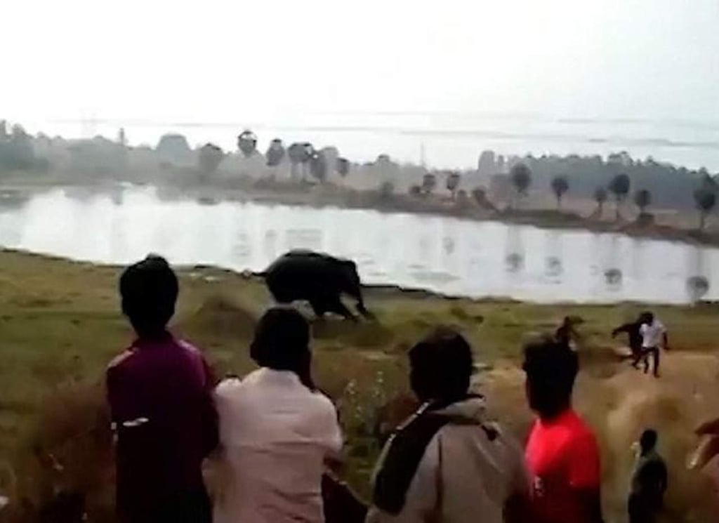 Hombre muere tras ser aplastado por un elefante