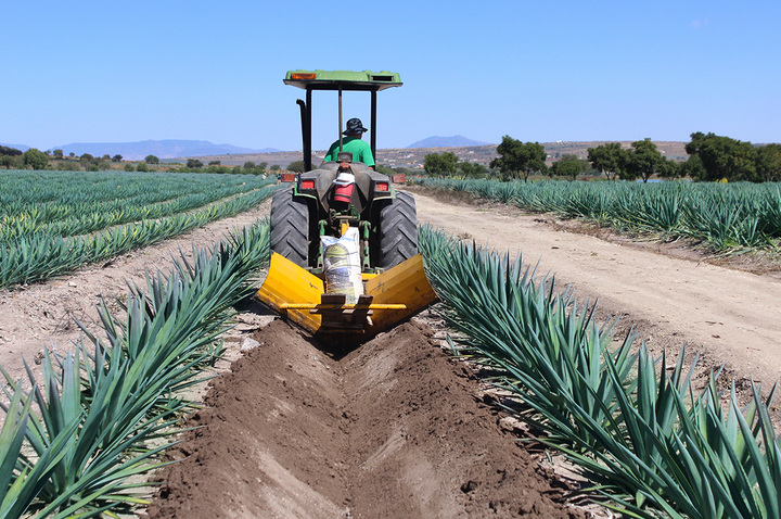 Busca la SAGDR incentivar cultivo de agave en Durango