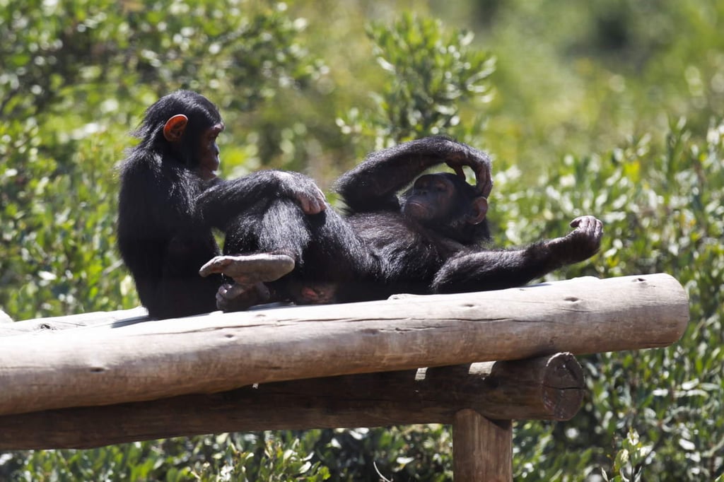Bonobos y chimpancés comparten algo más que gestos