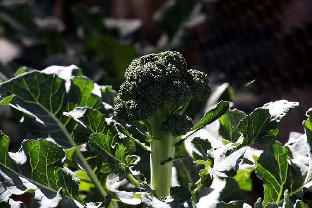 Beneficios de consumir el brócoli crudo