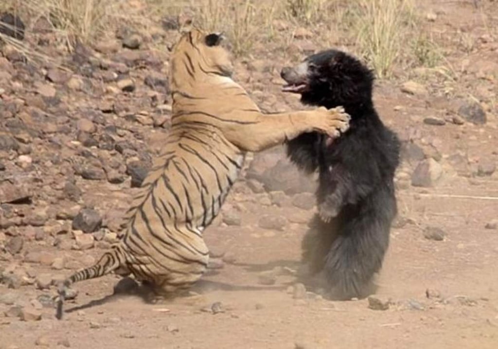 Pelea entre un tigre y un oso se hace viral