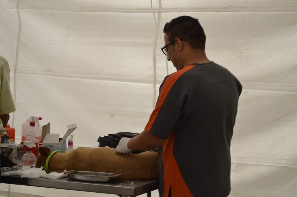 Invitan a esterilizar mascotas en Gómez Palacio