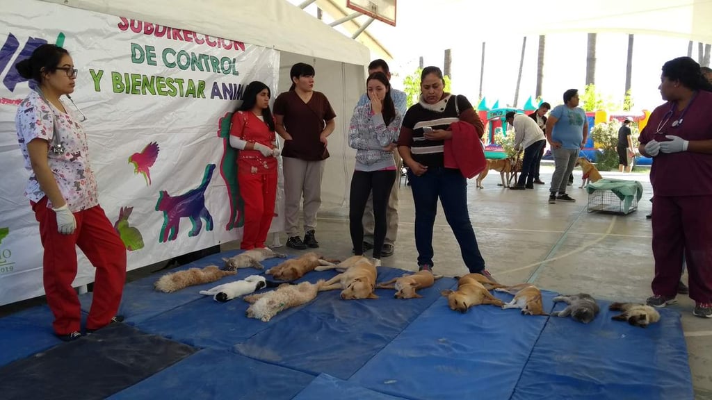 Esterilizan a perros y gatos en Parque La Esperanza