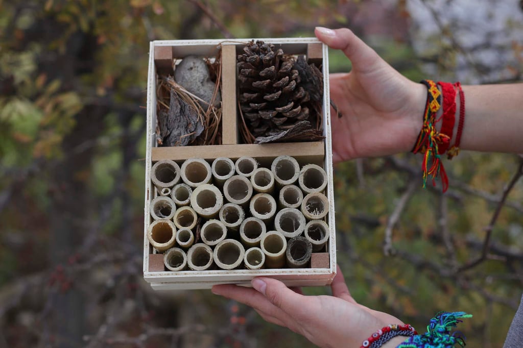 'Hoteles' para proteger a las abejas silvestres en México