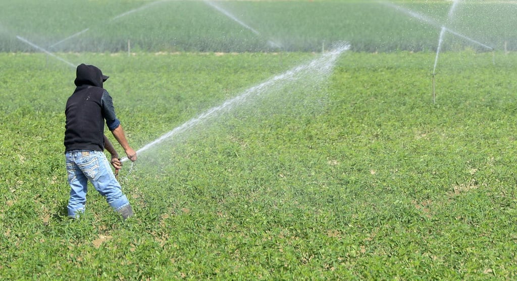 Reducen uso de agua en cultivos sin afectar rendimiento