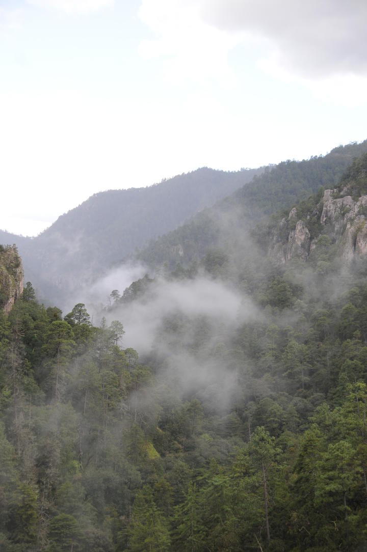 Durango cumple 20 años como la primera reserva forestal