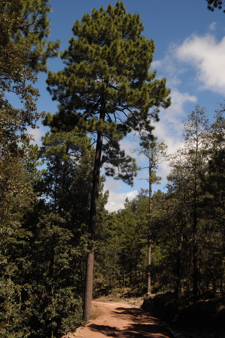 Durango, 20 años como la primera reserva forestal