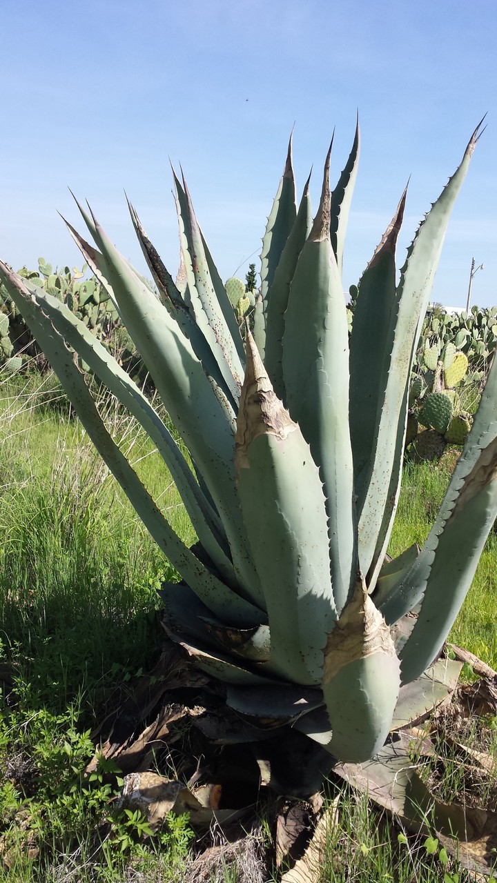Quedan 3 años de agave