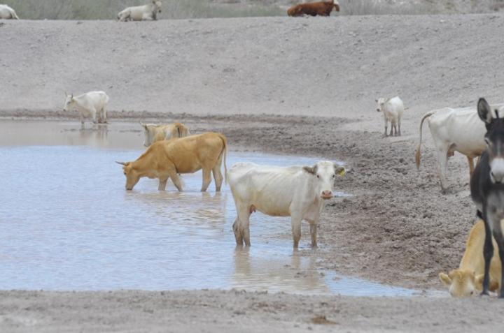 Agua potable para el ganado de Súchil