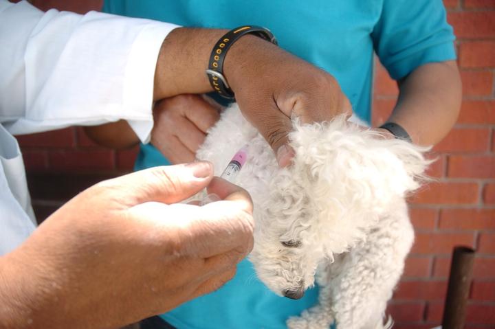 Pretenden vacunar 229 mil 500 mascotas