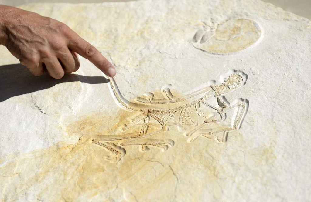 Archaeopteryx era capaz de efectuar 'vuelos propulsados', según estudio