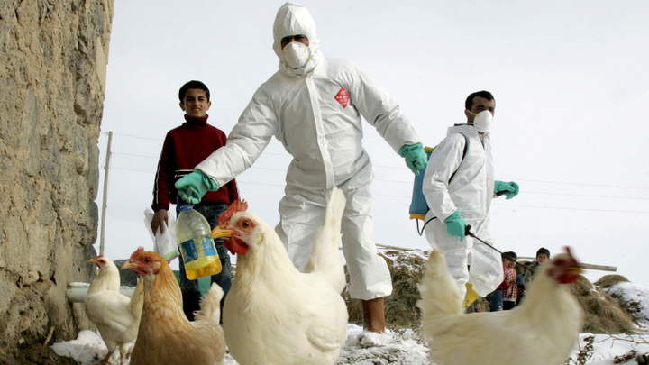 ¿Puedo contagiarme de gripe aviar por comer pollo?