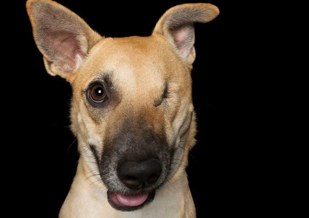 Fotografías de perros discapacitados enamoran a la red