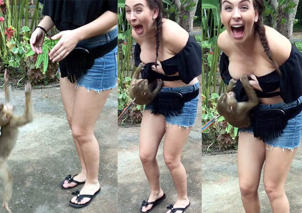Mono casi la desviste en su visita al zoológico