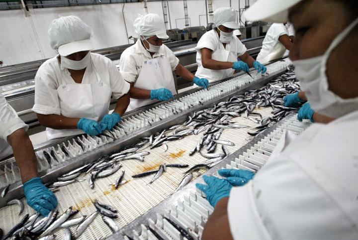 Aumenta producción pesquera