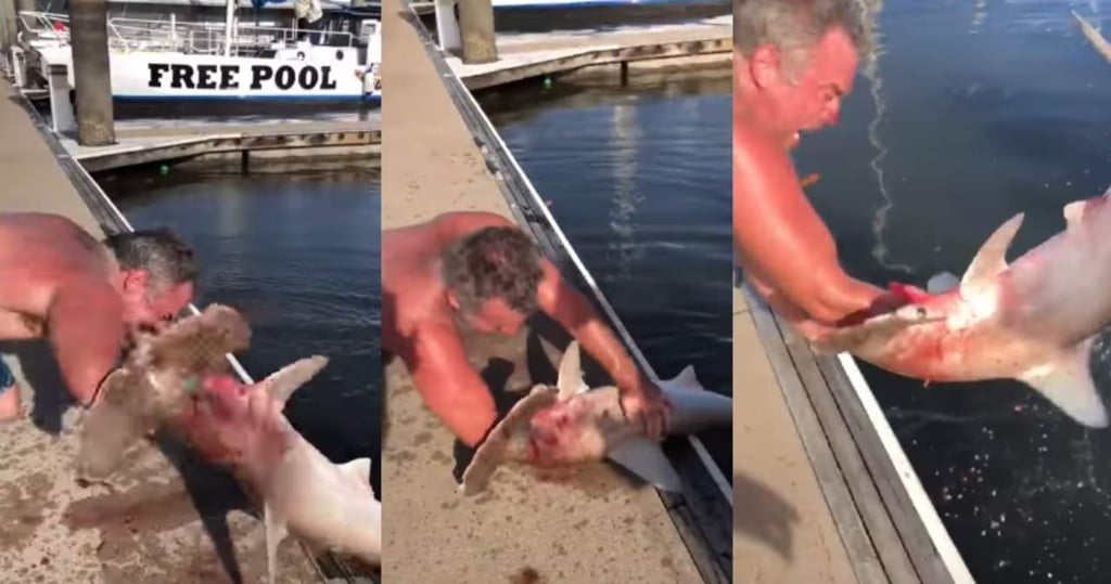 Video muestra presunto ataque de un tiburón al brazo de un hombre
