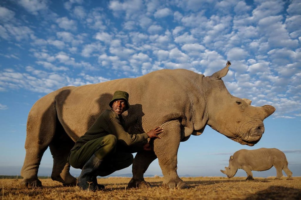 Muere el último macho de rinoceronte blanco del norte
