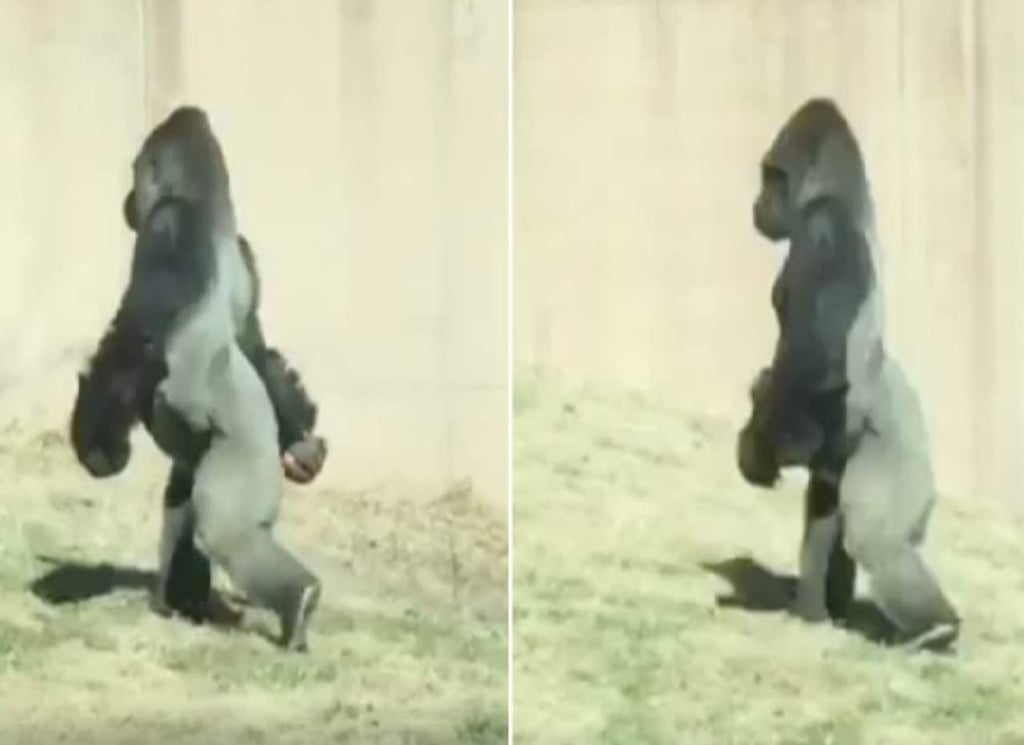 Sorpresa en la red por el gorila que camina como humano
