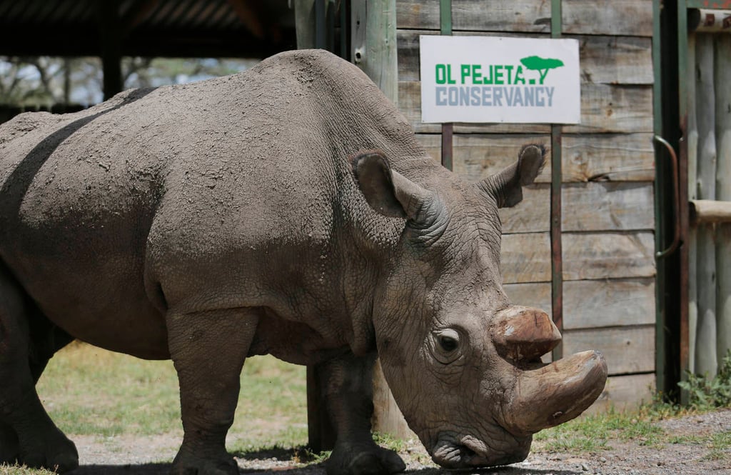 Muere 'Sudán', último rinoceronte macho blanco del norte