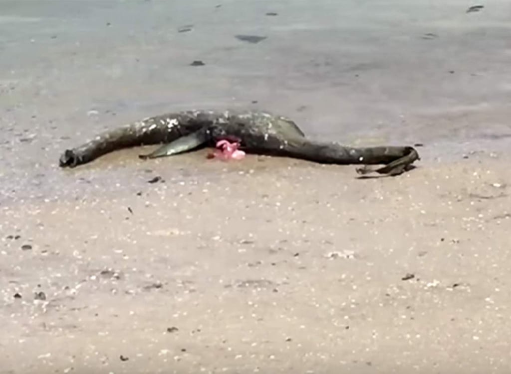 Extraña criatura encontrada en una playa genera inquietud