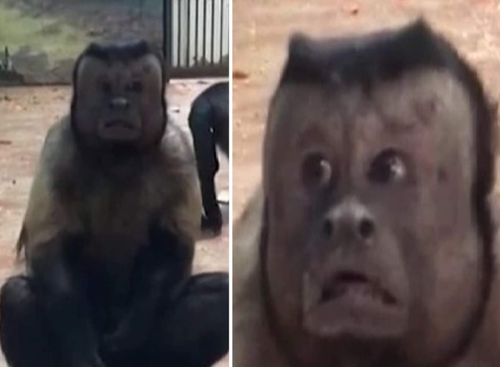 Mono con ‘cara humana’ es la nueva fascinación de la red