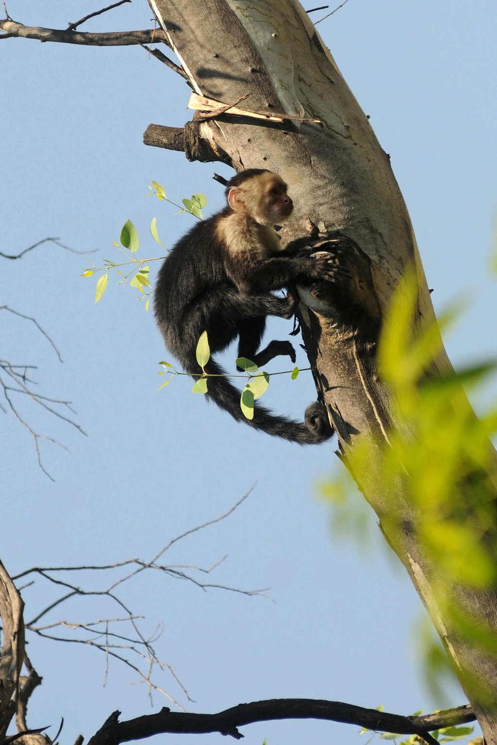 Continúa búsqueda del mono capuchino en CDMX