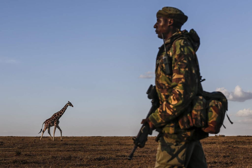 Las jirafas entran en la lista de animales en peligro de extinción