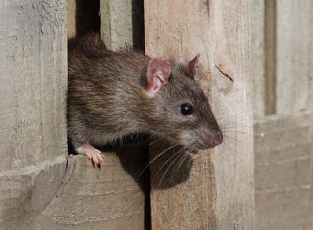 Policías culpan a las ratas por varios kilos de droga desaparecida