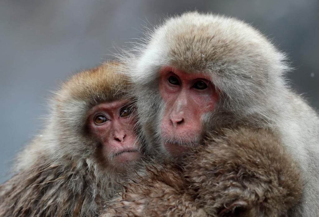 Anticuerpos modificados protegen a monos de un virus similar al VIH
