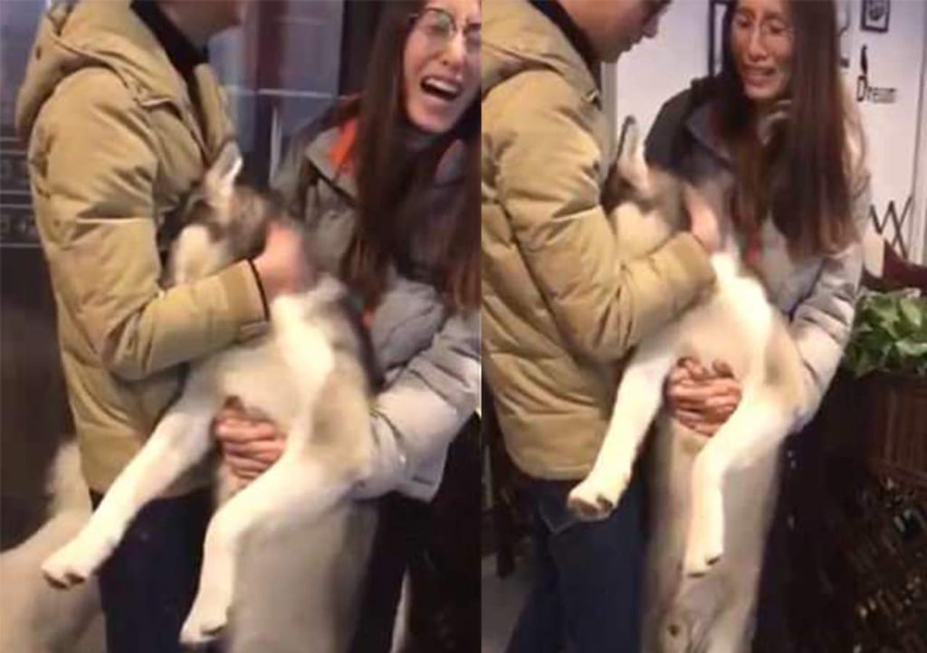 Husky llora en los brazos de su dueño tras ser rechazado
