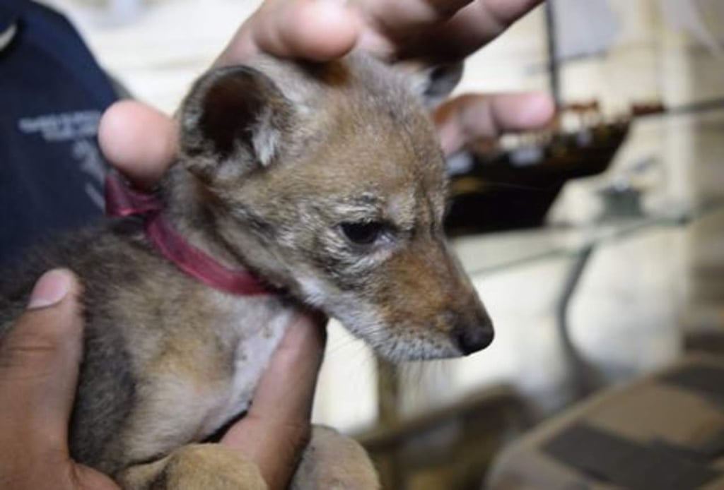 Rescatan en Veracruz a cría de coyote que sería vendida en internet